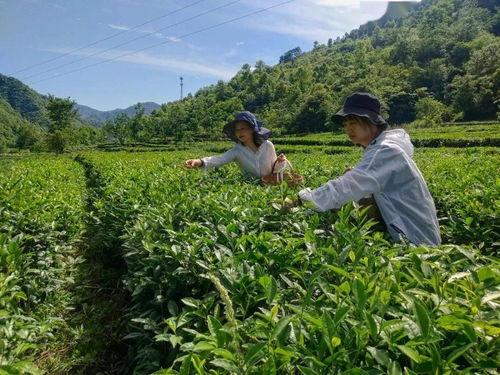 康县店子乡网红吃瓜,网红吃瓜，探寻乡村美食新风尚