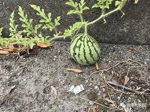 大家一起吃瓜网红,一起吃瓜网红的欢乐时光