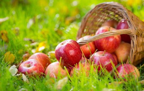 59吃瓜网苹果,苹果最新动态大揭秘！