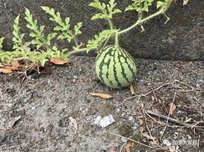 网友拍到网红吃瓜,网友直呼“太真实”