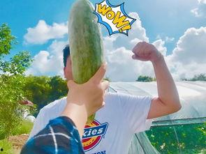 网红雅典娜菲律宾吃瓜